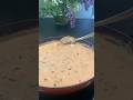 Tandoori creamy pastarecipe#shorts#cooking#tandoori#pasta#binakocht