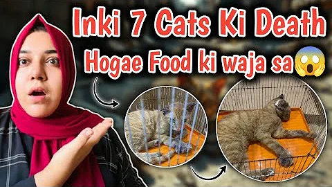 Video 10144721: best persian cat food, cat food review