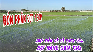 Bón phân thúc sớm để giúp lúa phát triển khỏe tạo tiền đề cho năng suất cao - lê chung vlog