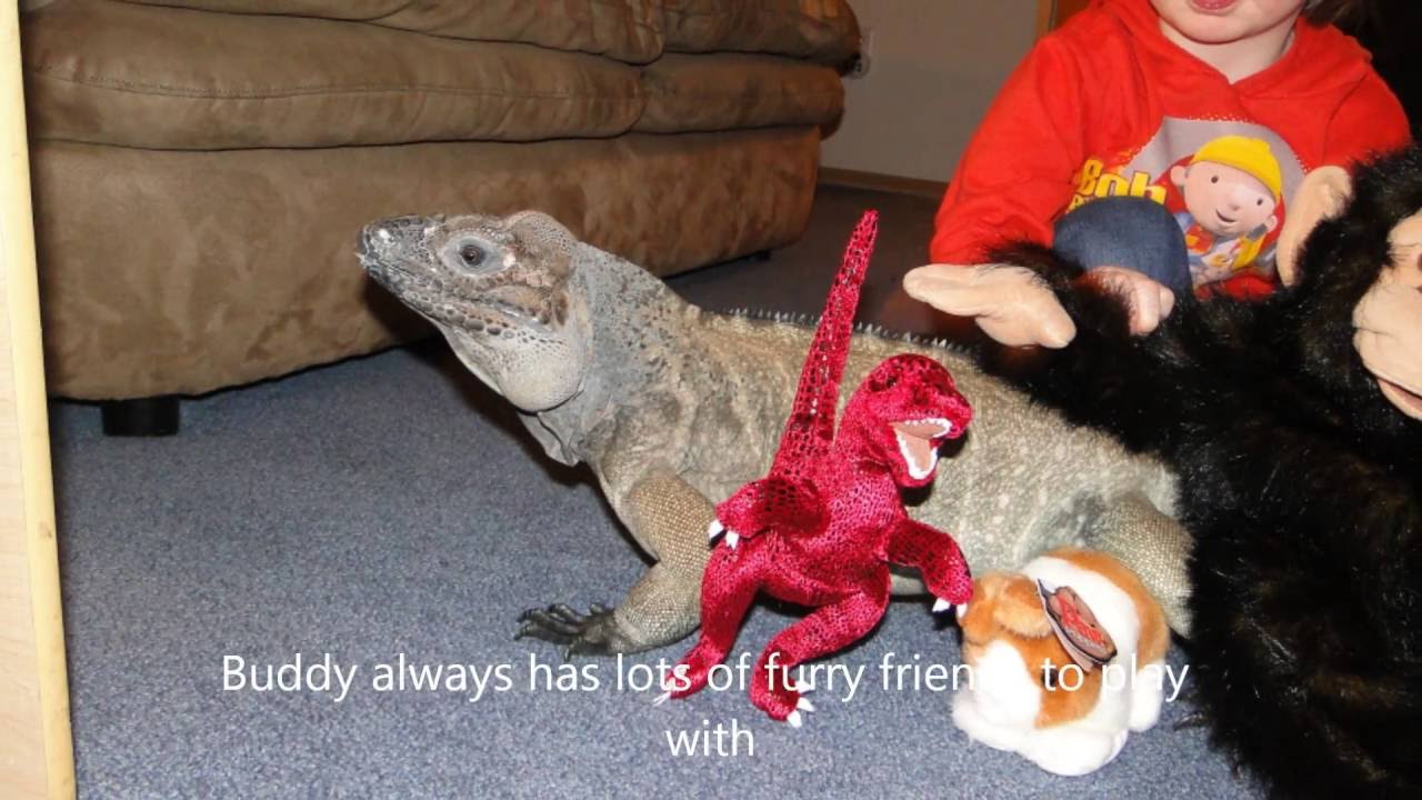 rhino iguana baby Buddy the rhino iguana update 2010-2011