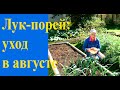 Чем подкормить лук-порей в августе