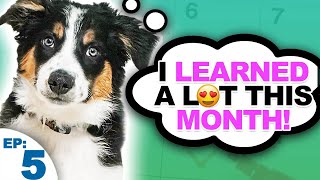 Puppy Training Expectations And Goals For The First Month