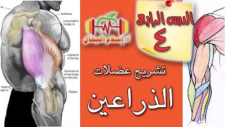 تبسيط تشريح بناء الأجسام، 4- عضلات الذراعين