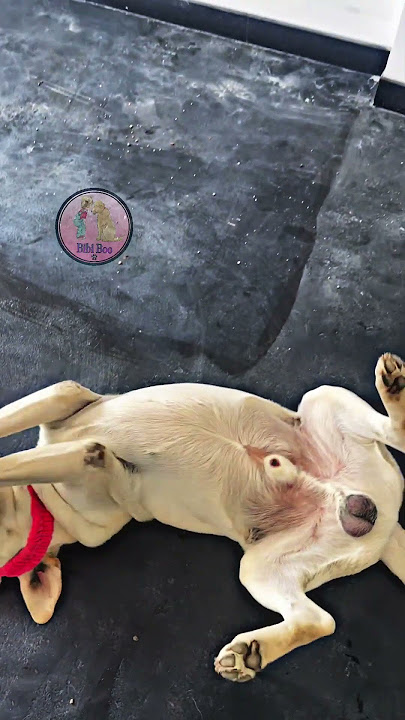 Bibi🧚‍♀|#dog #labrador #dogshorts #mydog #dogviral #doglife #puppy #pets #pet #petlover #labrador