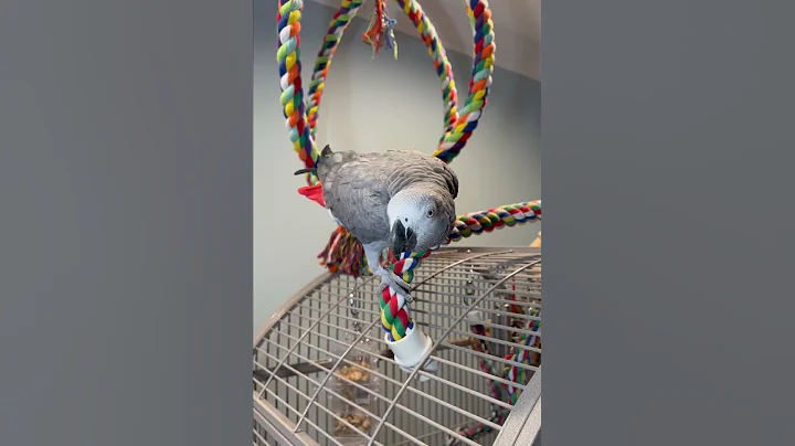 Symon the African Grey Parrot says hello and asks for a kiss and say thank you❤️#talkingparrot #cag
