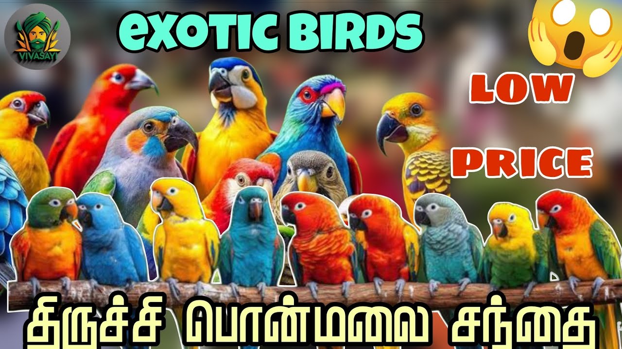 Exotic birds and food | திருச்சி பொன்மலை சந்தை | future vivasayi 