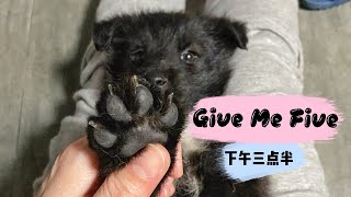 【直播】下午三點半，小狗狗油管直播首秀，15隻貓1隻狗陪你宅家抗疫不無聊｜李喜猫