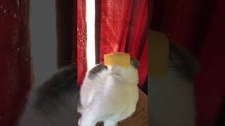Hilarious Cat LOVES Cheese! 🧀