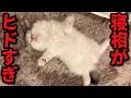 子猫の寝相ヒドすぎこんなんデレてまうやろ…
