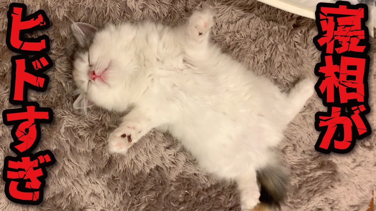 This kitten's sleeping position is too much, I can't help but dote