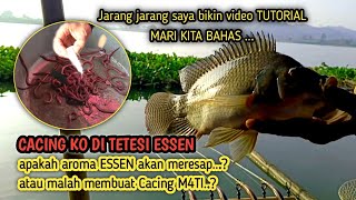 BEAUTIFUL WORM ❗I thought only small fish liked this bait, but it turned out that the tilapia par...