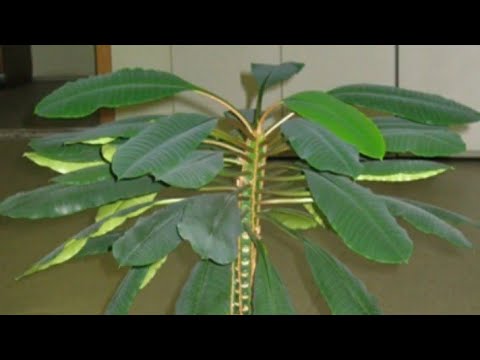 Video: Umumiy geranium muammolari - geranium o'simliklarining kasalliklarini qanday davolash kerak