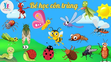 Bé học các loài côn trùng | học cùng bé yêu