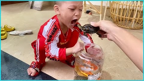 Vui học cùng bé-Con rùa,con cua,con ếch,con cá,con tôm… chơi cùng pipi vui vẻ,hài hước.