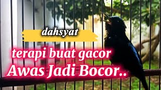 KONIN GACOR PAGI-PAGI SUDAH BOCOR COCOK BUAT THERAPI TEMBAKANNYA PANCING BURUNG YANG LAIN JADI EMOSI