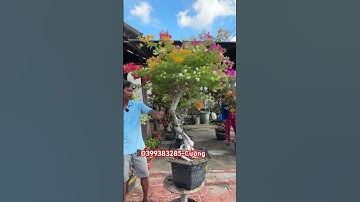 Ngũ sắc thái một cốt..#shorts