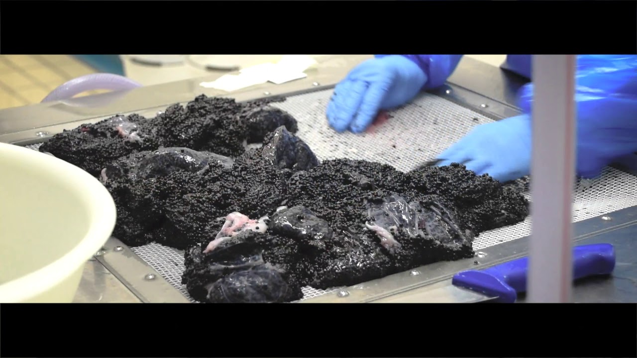 Agroittica Calvisius - Calvisano (BS)