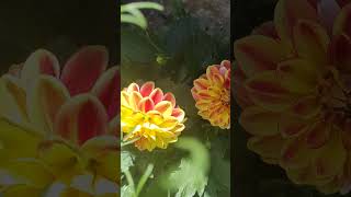 Çiçeklerin Ismini Bilen Varmı Resimi