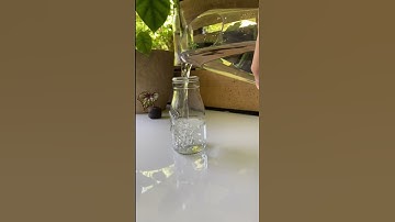 Begonia Water Propagation 💧🌱 #propagation #plantwithme #begonia