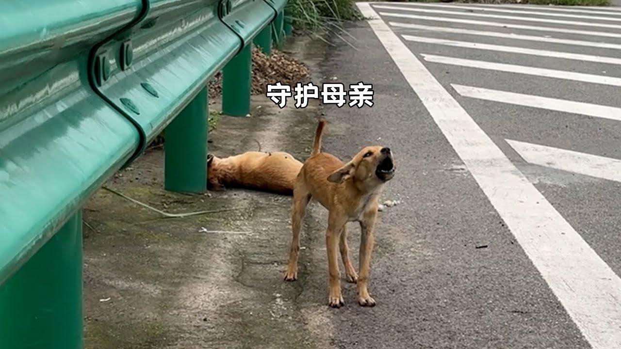 明明它自己也很害怕...