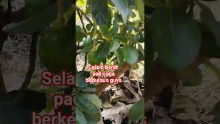 alpokat miki belajar berbuah #shorts #alpokat