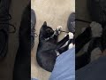 Tuxedo Cat tries to steal my shoes