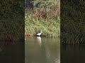 "Stunning Birds and Crystal-Clear River Views!"