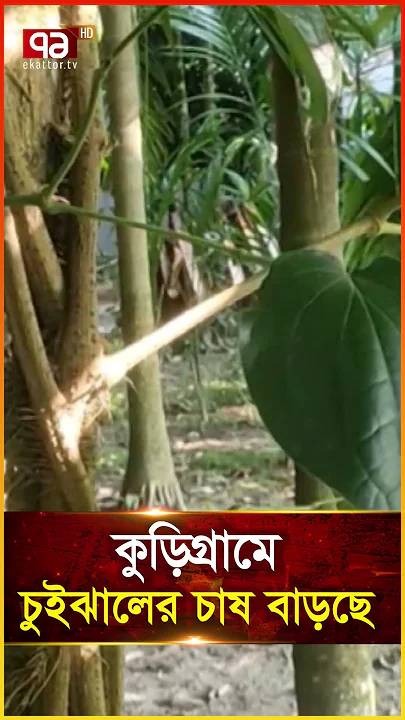 কুড়িগ্রামে চুইঝালের চাষ বাড়ছে
