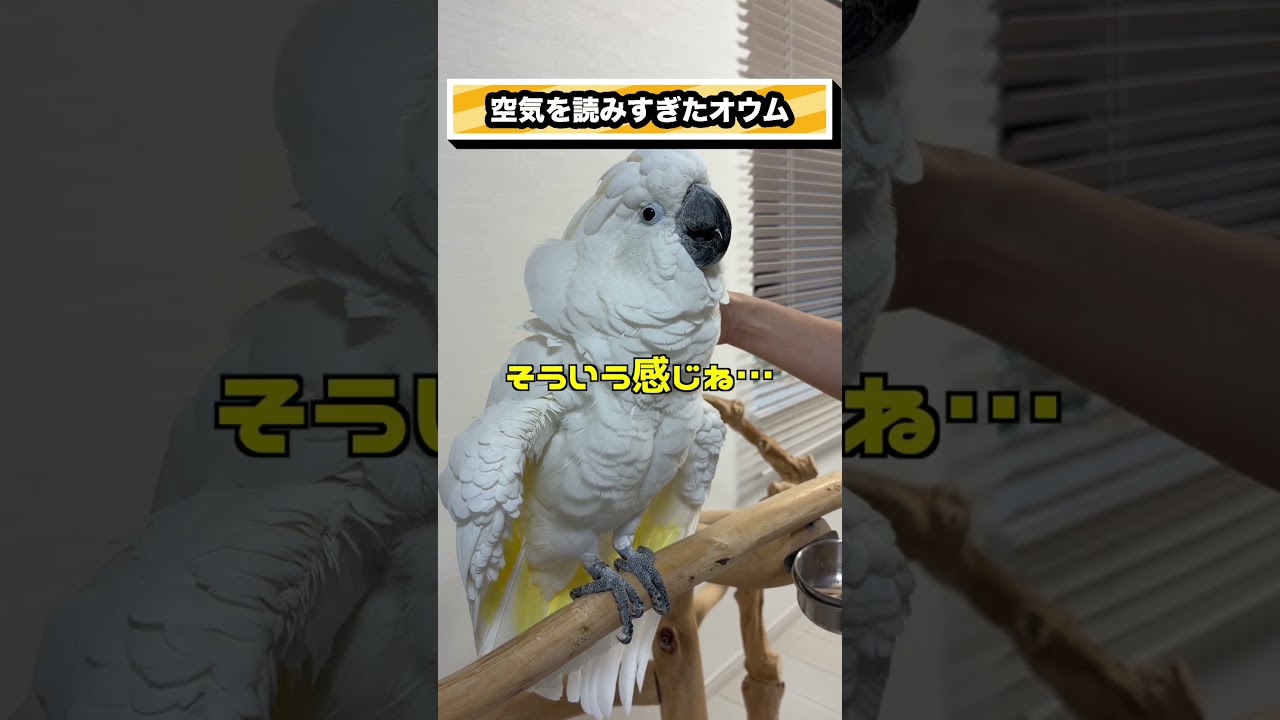 ママの演技に本気で付き合ったオウム、最後はパパを疑う #shorts