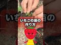 【無限いちご】いちご苗の作り方　 #家庭菜園 #無農薬栽培 #自然栽培