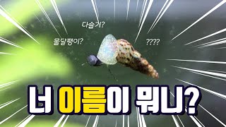 [4E0 AQUARIUM] 새우와 달팽이들의 수초어항