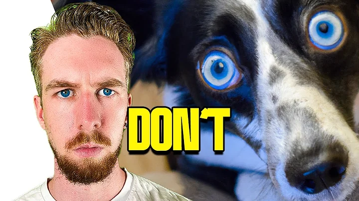 Don't EVER Use a Laser Pointer With Your Dog | Lewis Spears