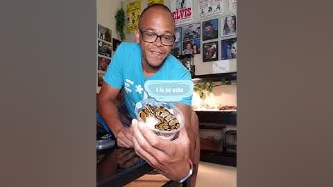 My first ball python unboxing