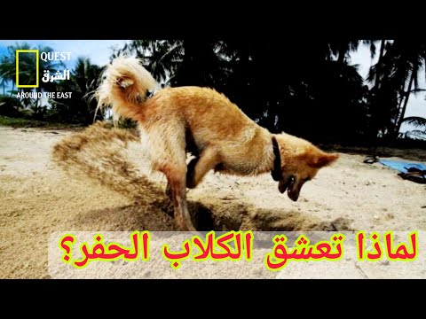 فيديو: لماذا تحفر الكلاب على السرير؟