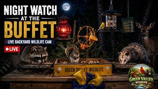 Night Watch at the Buffet 🌙🦝🐿️ | Live Backyard Wildlife Cam | PetTV &amp; ASMR
