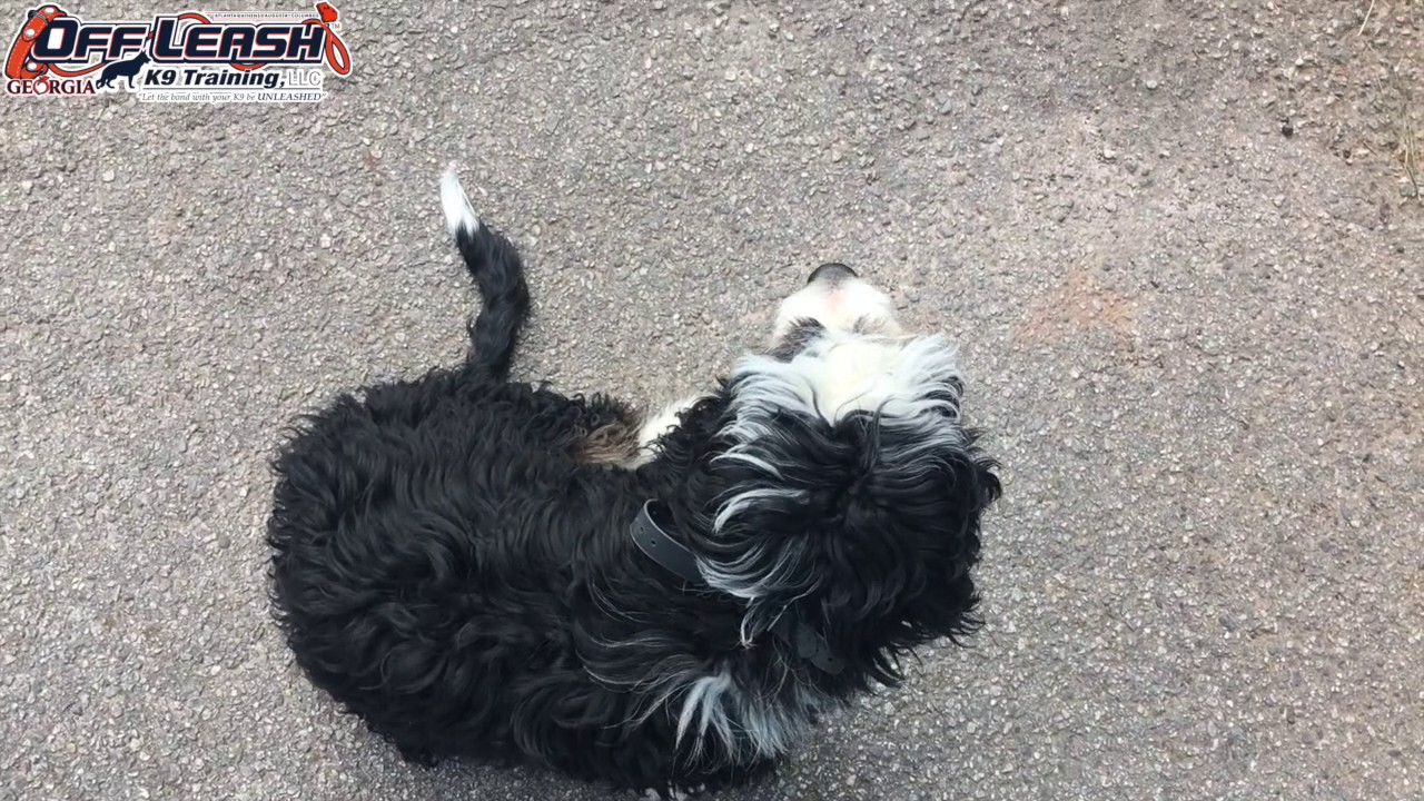 5 Month Old Bernedoodle "Jasper" Before/After Video Best Dog Trainers