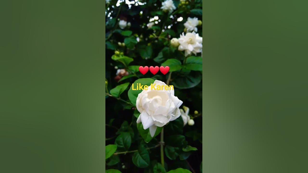 bela-ka-phool-youtube