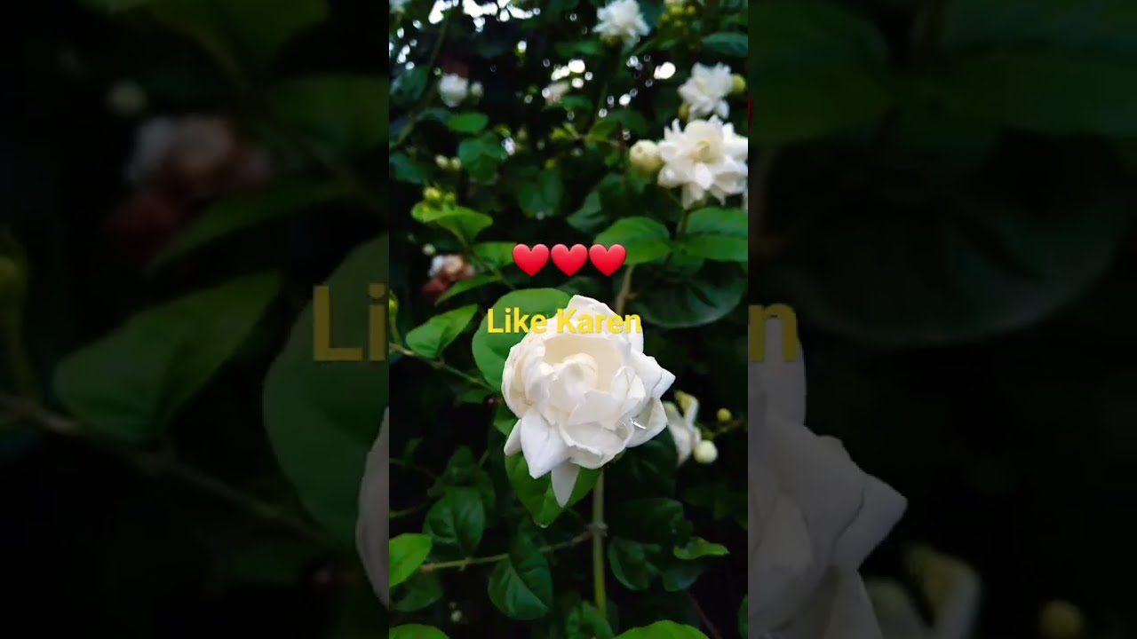 Bela Ka Phool YouTube Bela Ka Phool YouTube