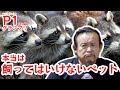 【ベスト10】本当は飼ってはいけないペット？！【P1グランプリ】
