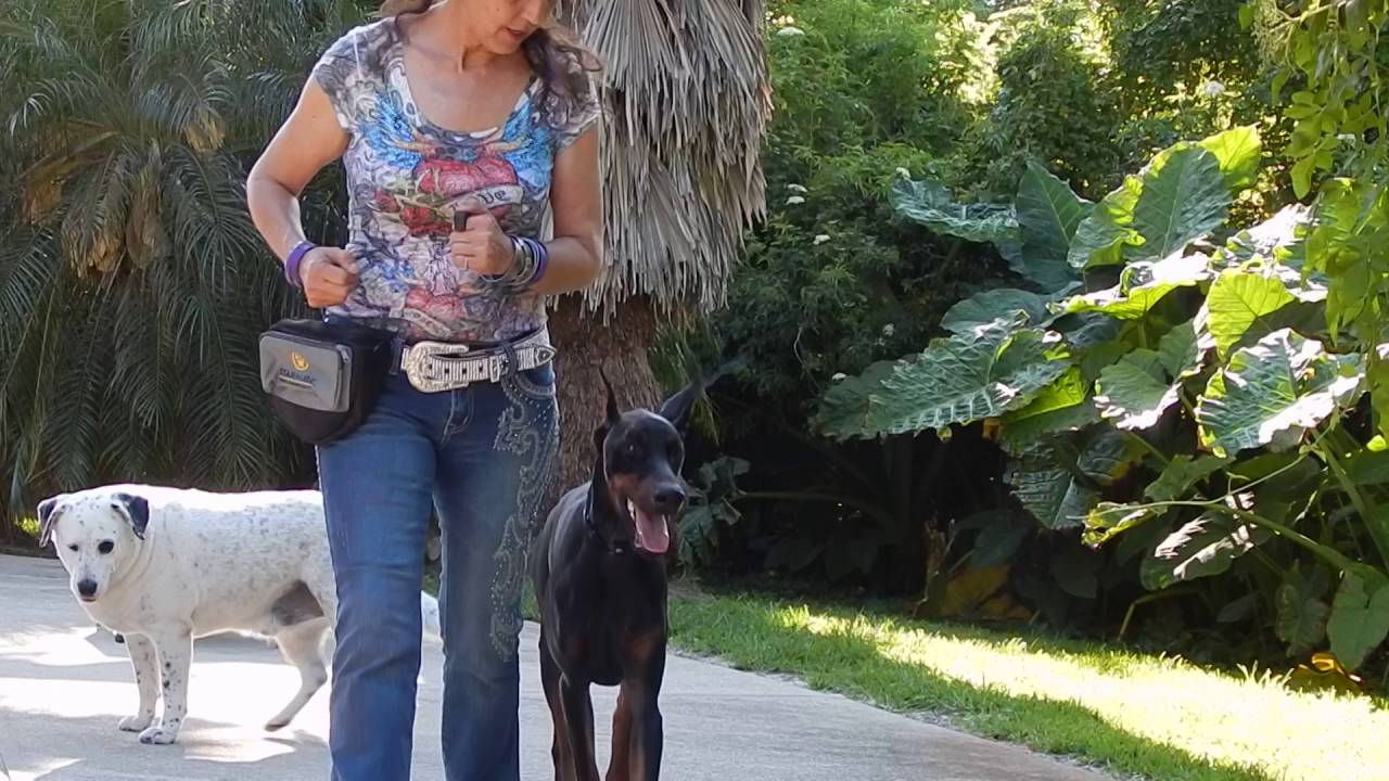 HOW TO USE E COLLAR Obedience trained Retrieves Fast Off Leash Recalls