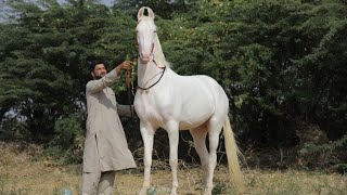 पुष्कर मेले में आयी 68 इंच की नुकरी घोड़ी | मोहम्मद शाहरुख खान लाये है यह बच्ची को मध्य प्रदेश से