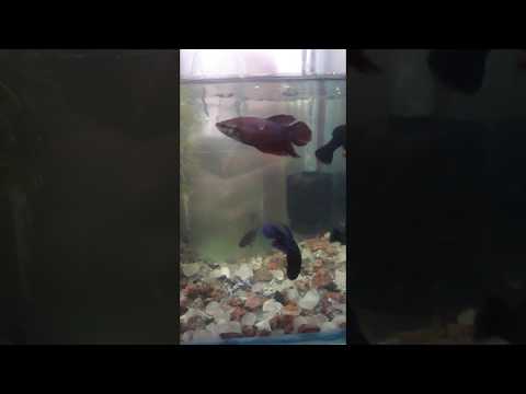 تربية سمك الفايتر لاول مرة وتجربتى الشخصية