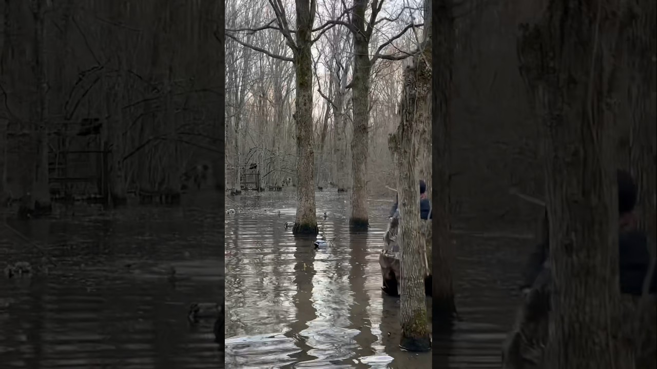 🌳 UP CLOSE AND PERSONAL IN THE TREES! 