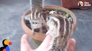 Man Rescues Baby Squirrel and Mom Comes Back For Him | The Dodo