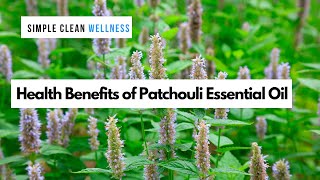 Patchouli Essential Oil Health Benefits Uses For Patchouli Oil
