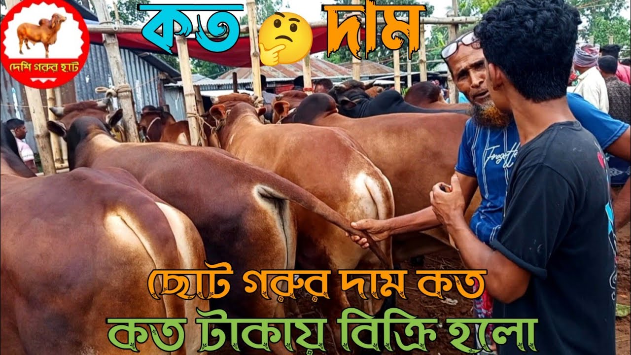 উপযুক্ত কোরবানির গরুর হাট//ছোট গরুর দাম জেনে নিন/কোরবানির ষাঁড় গরুর দাম/কত দাম/দেখি গরুর হাট/২০২৫/