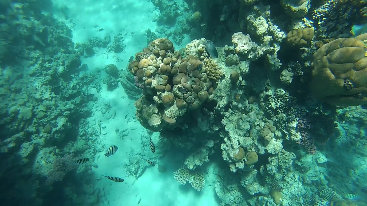 Club El Faraana Reef 4* Snorkeling.  Ras Um El Sid. Egypt