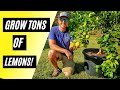 How to Repot a Meyer Lemon Tree |Plus Organic Care Tips|