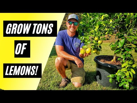 Vidéo: Companion Planting Under Citrus Trees - Apprenez ce qui pousse bien avec les agrumes