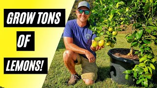 How to Repot a Meyer Lemon Tree |Plus Organic Care Tips|